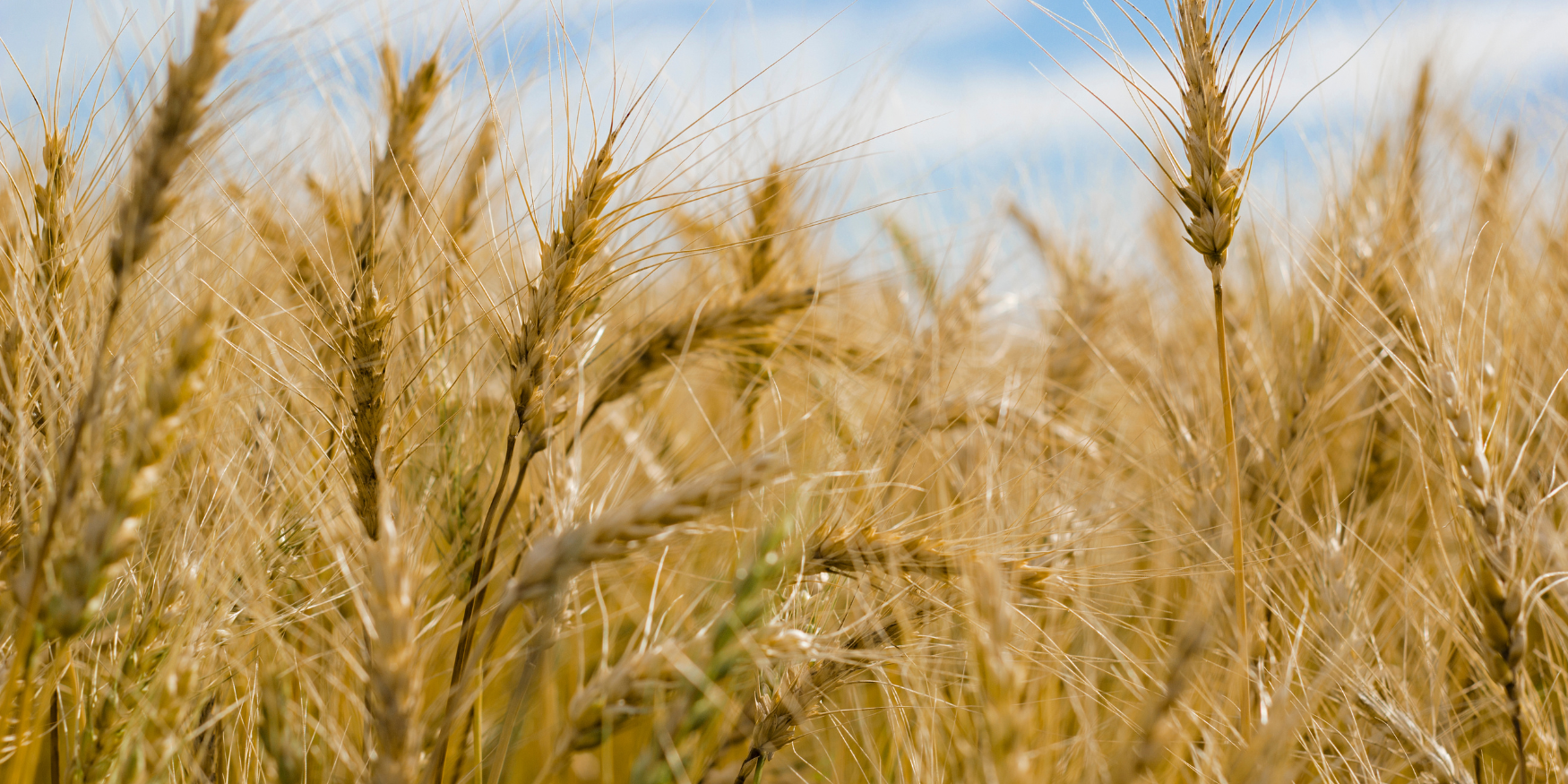 Cheyenne County Youth Engagement Fund